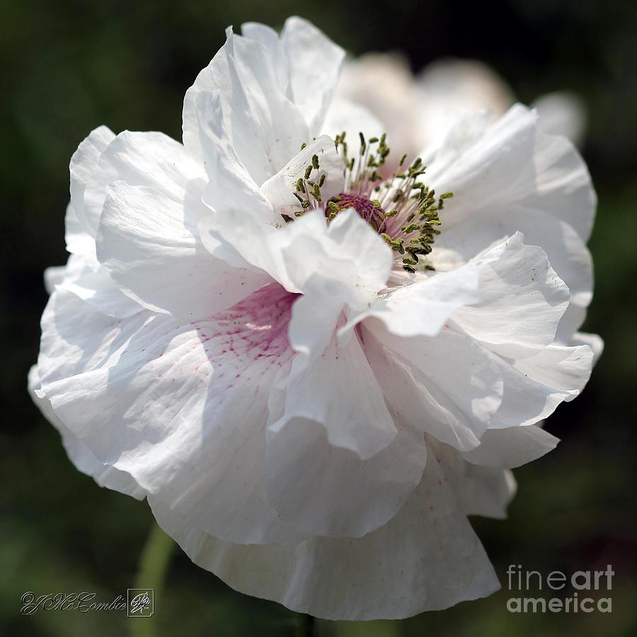 Lavender-Rose Blushed White Poppy from the Angels Choir Mix #4 Photograph by J McCombie