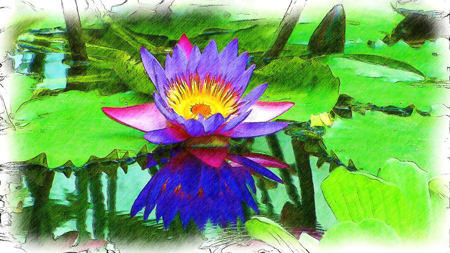 Water Lily Drawing PNG Transparent Images Free Download | Vector Files |  Pngtree
