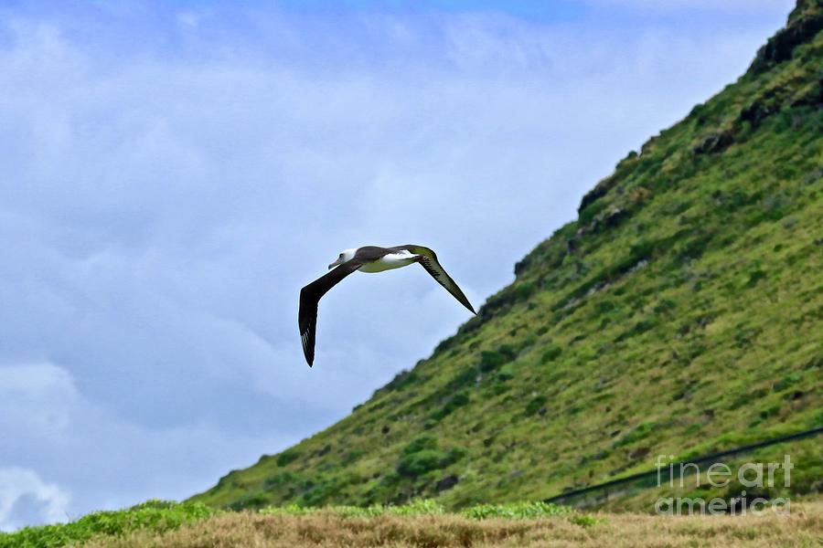 Laysan Albatross #1 Photograph by Craig Wood
