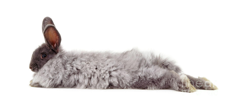Lazy Bunny by Warren Photographic Lazy Bunny by Warren Photographic