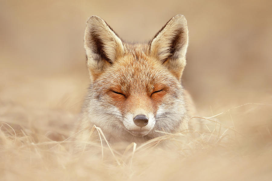 Animal Photograph - Lazy Fox Series - Sleepy Fox is Sleepy #1 by Roeselien Raimond