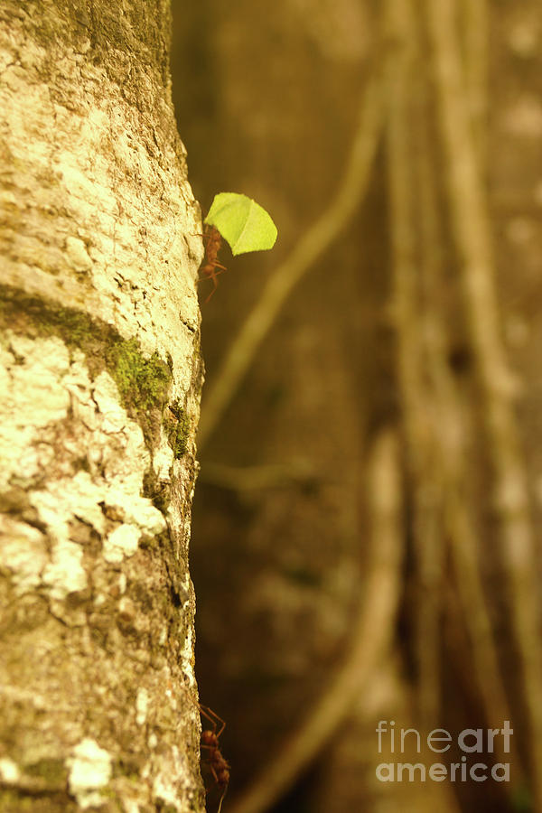 Leaf Cutter Ants by Cassandra Buckley Leaf Cutter Ants by Cassandra Buckley