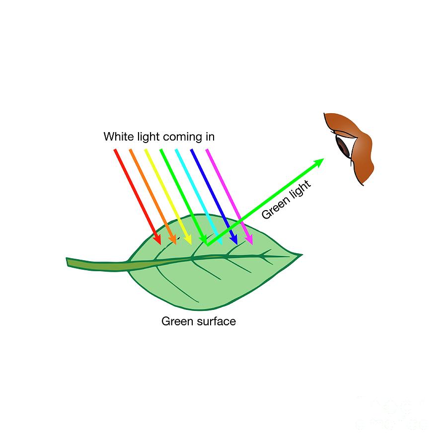 Leaf Reflecting Green Light Photograph by Science Photo Library Fine