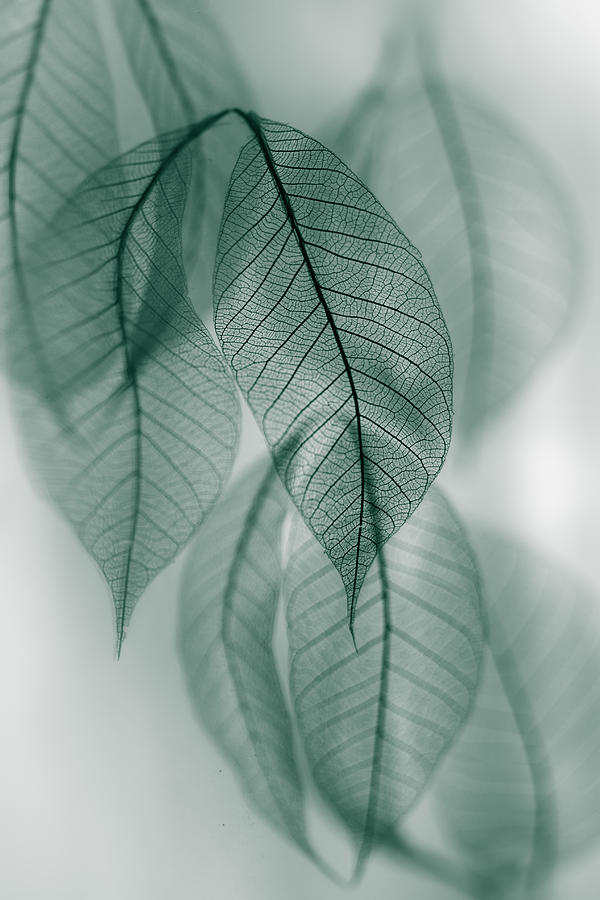 Leaf #1 Photograph by Shihya Kowatari