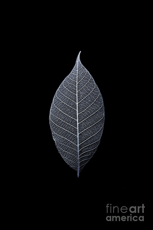 Leaf Skeleton Photograph by Yuji Kotani
