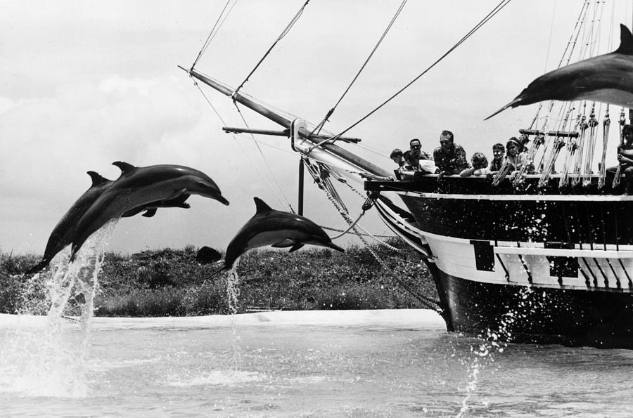Leaping Dolphins #1 Photograph by Leonard G. Alsford
