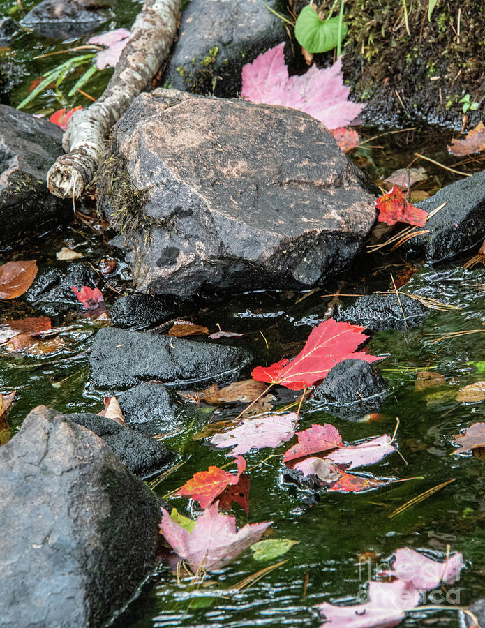 Leaves of Autumn by John Greco Leaves of Autumn by John Greco