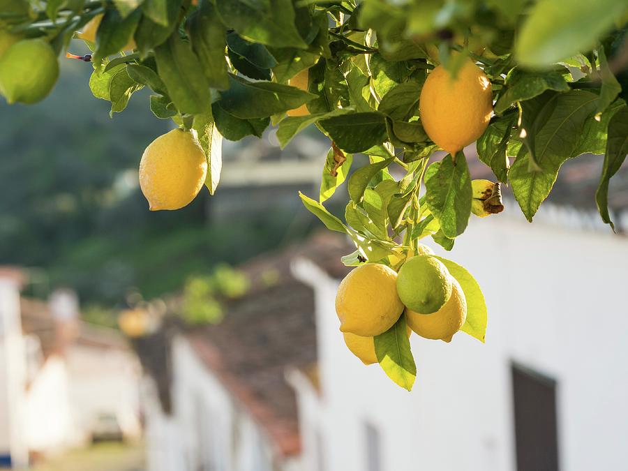 Lemons From The Alentejo Region In Portugal #1 Photograph by Magdalena Paluchowska