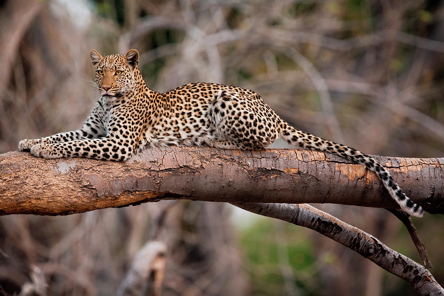 Leopard, Chobe National Park, Botswana #1 Photograph by Mint Images/ Art Wolfe