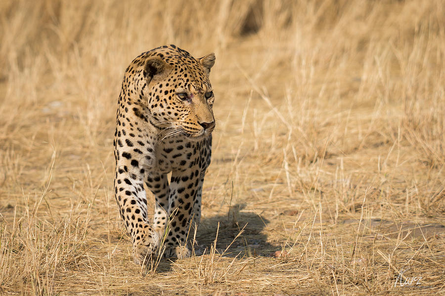 Leopard #1 Photograph by Christian Kurz