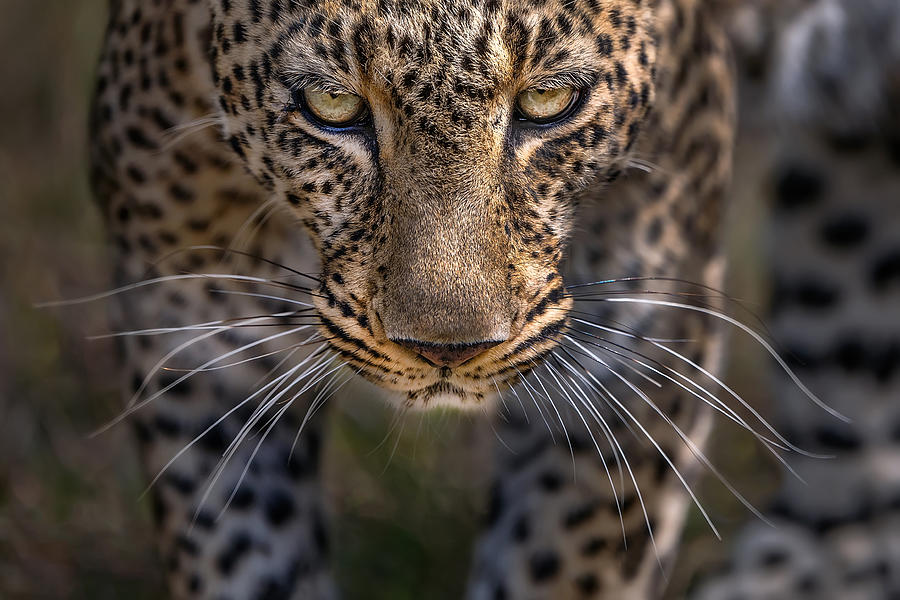 Leopard Close Up #1 Photograph by Xavier Ortega