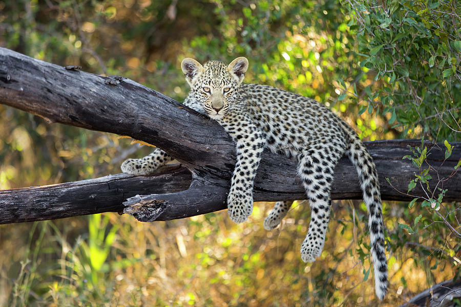 Leopard Cub Lounging In Tree #1 Photograph by Suzi Eszterhas