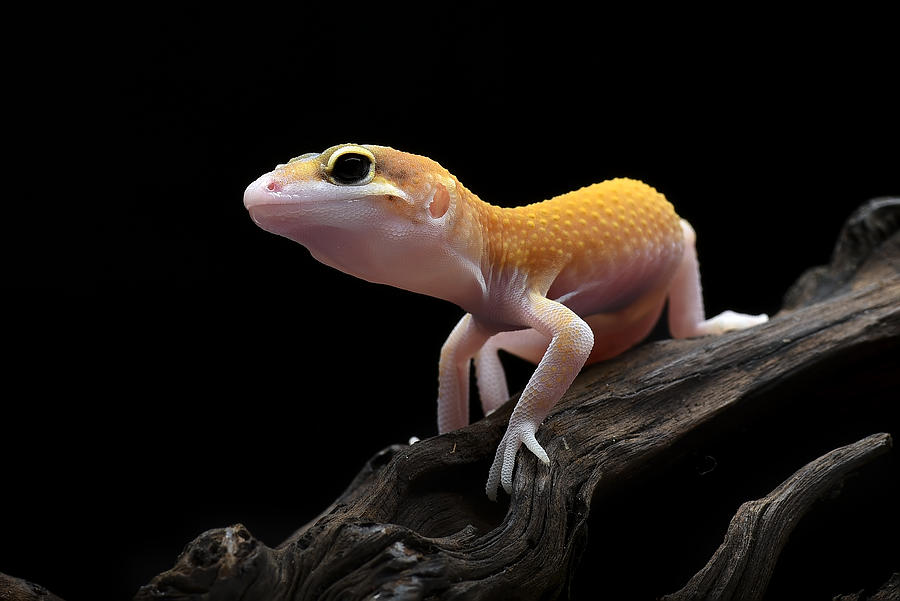 Wildlife Photograph - Leopard Gecko #1 by Dikky Oesin