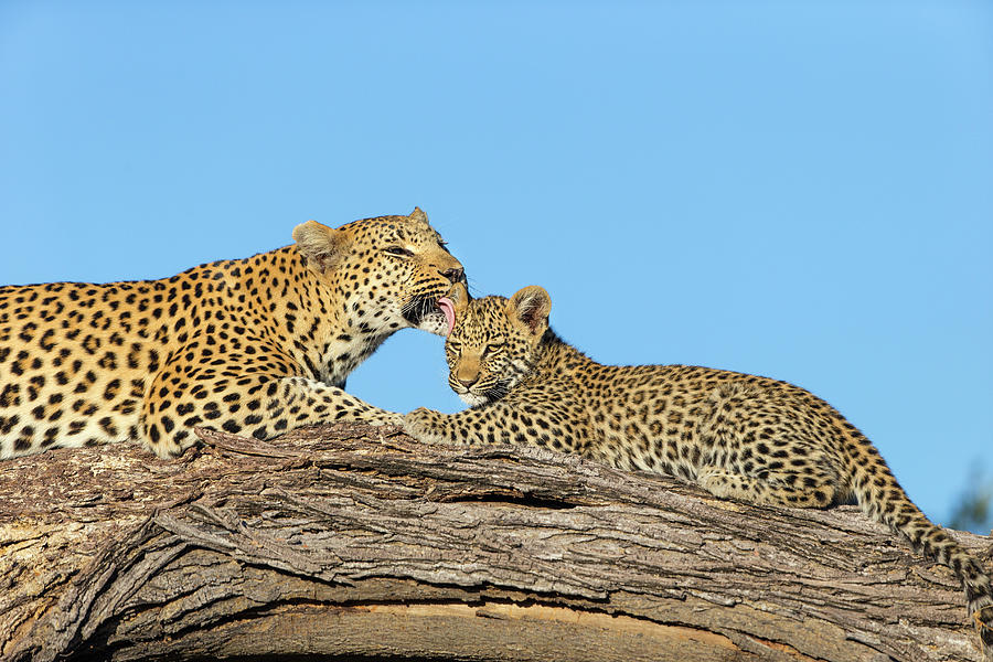 Leopard Grooming Cub #1 Photograph by Suzi Eszterhas