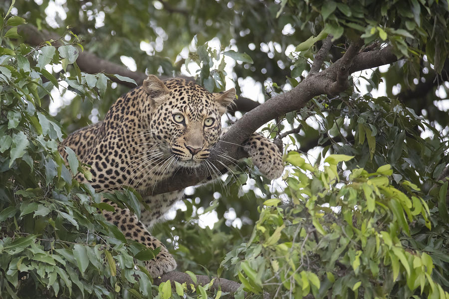 Wildlife Photograph - Leopard In A Tree #1 by Linda D Lester