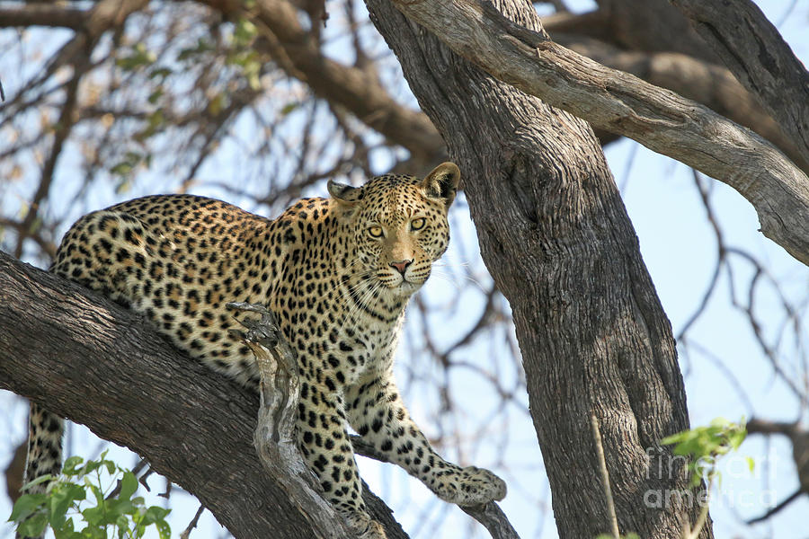 Leopard In Tree 6 Photograph by Timothy Hacker