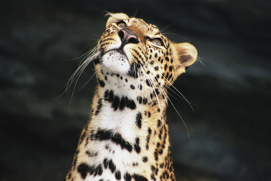 Wildlife Digital Art - Leopard #1 by John Cumberland