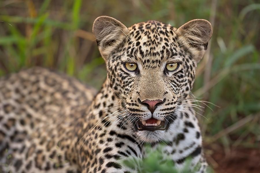 Leopard #1 Photograph by Marco Pozzi