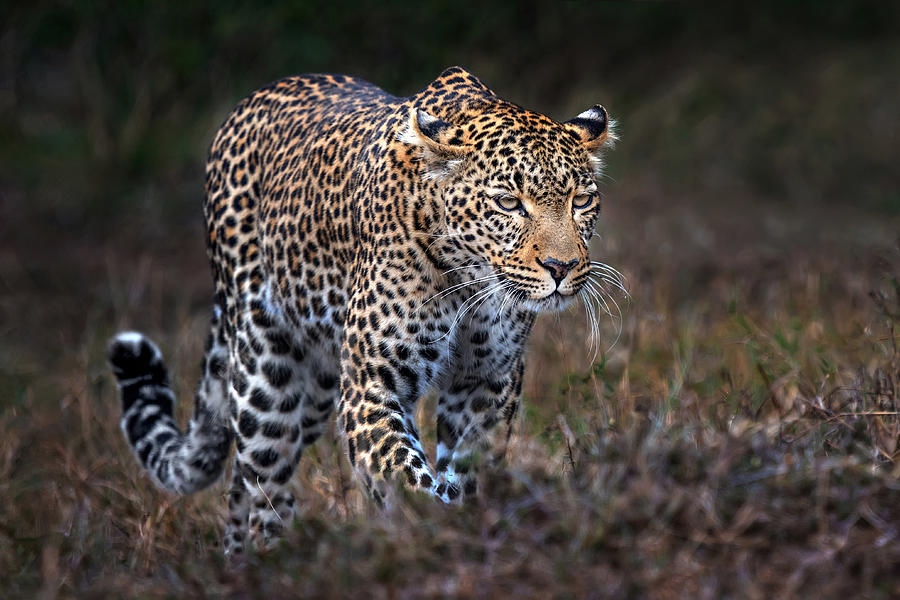 Leopard On The Prowl #1 Photograph by Xavier Ortega