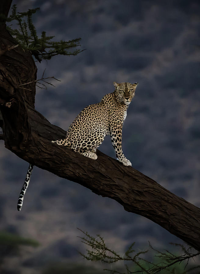 Leopard #1 Photograph by Roni Chastain