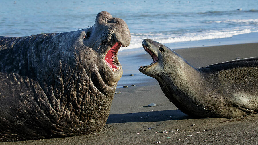 Leopard Seal And Southern Elephant Seal Male, Threatening #1 Photograph ...