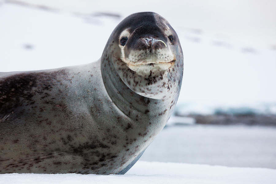 Leopard Seal, Antarctica #1 Photograph by Mint Images/ Art Wolfe