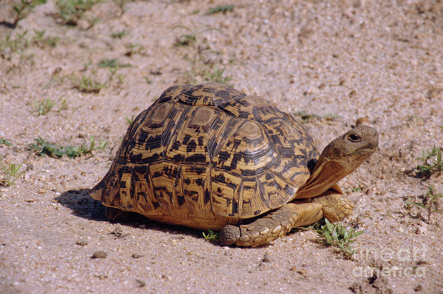 Leopard Tortoise #1 by Peter Chadwick/science Photo Library