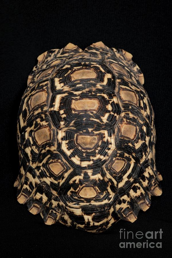 Leopard Tortoise Shell #1 Photograph by Tony Camacho/science Photo ...