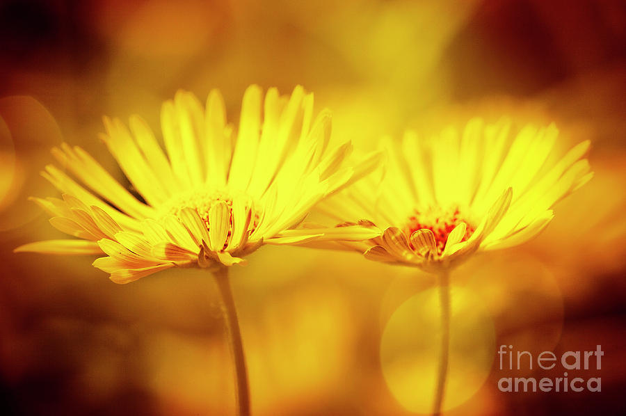 Leopards Bane by Scott Kemper Leopards Bane by Scott Kemper