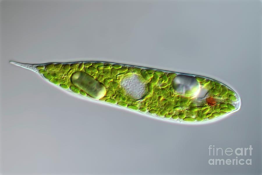 Lepocinclis Protist #1 Photograph by Frank Fox/science Photo Library