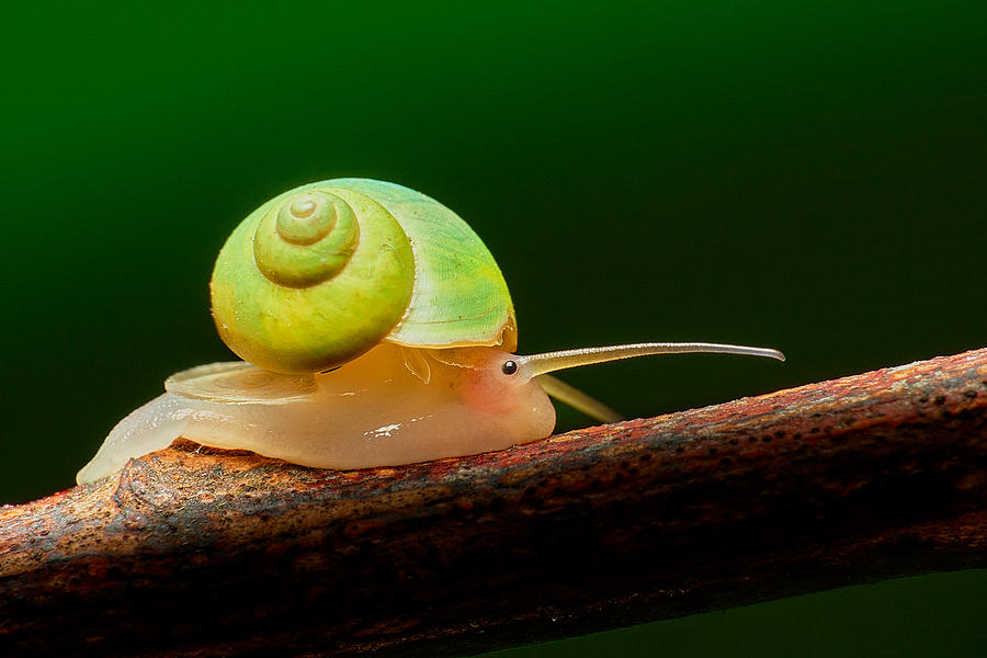 Leptopoma Nitidum Photograph by Minglun Tsai - Fine Art America