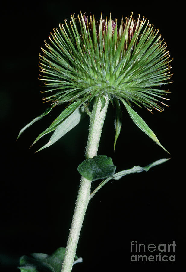 Lesser Burdock (arctium Minus) #1 Photograph by Robert J Erwin/science Photo Library