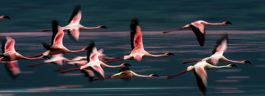 Lesser Flamingos In Flight #1 Photograph by Manoj Shah