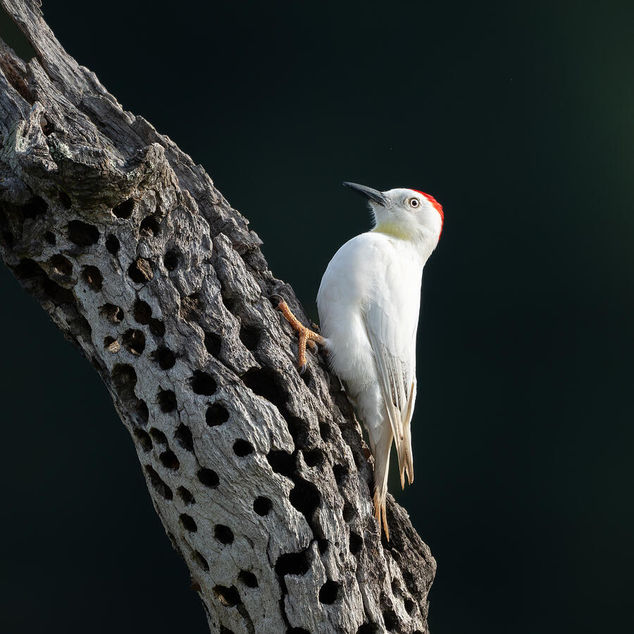 Leucistic Acorn Woodpecker #1 Photograph by Hai Lin - Fine Art America