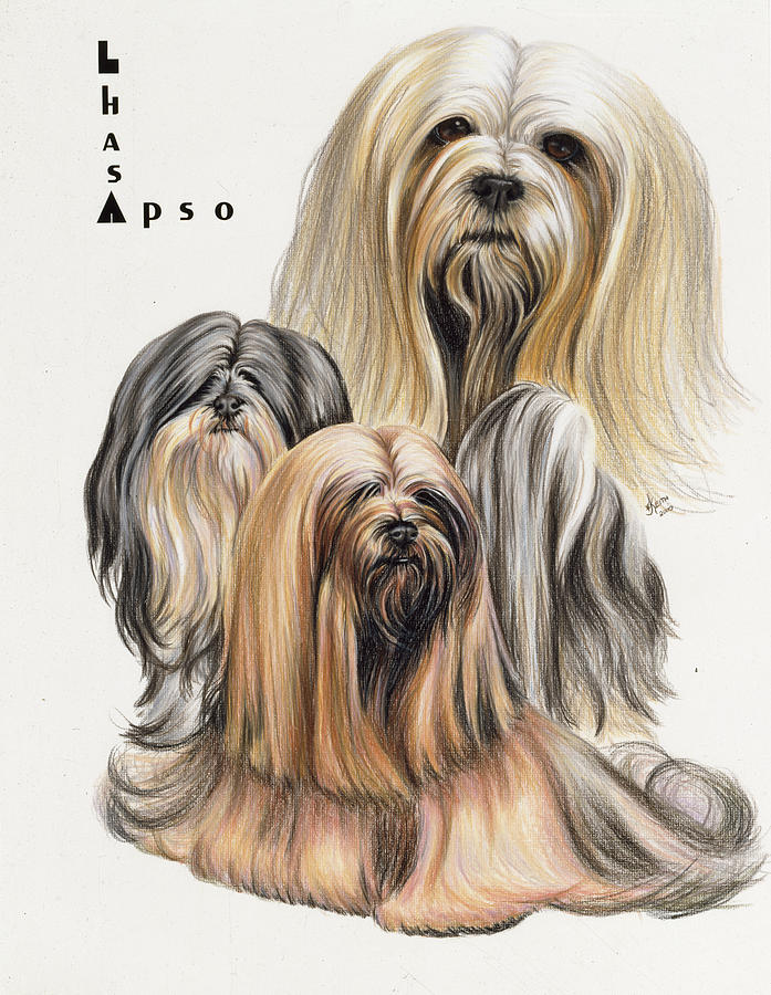 Lhasa Apso Dog Painting - Lhasa Apso #1 by Barbara Keith