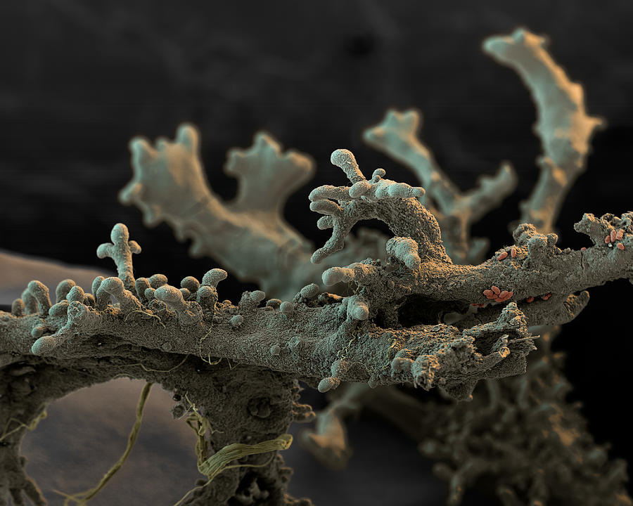Lichen #1 Photograph by Meckes/ottawa