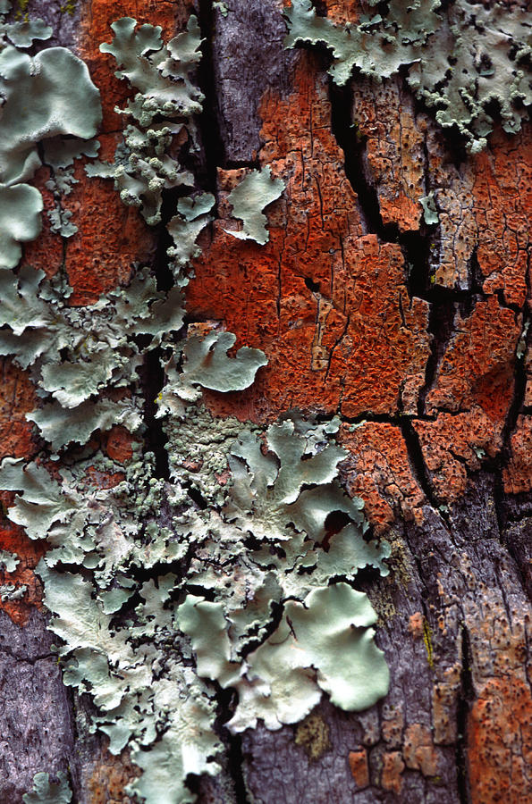 Lichen On Tree Bark Photograph by John Foxx