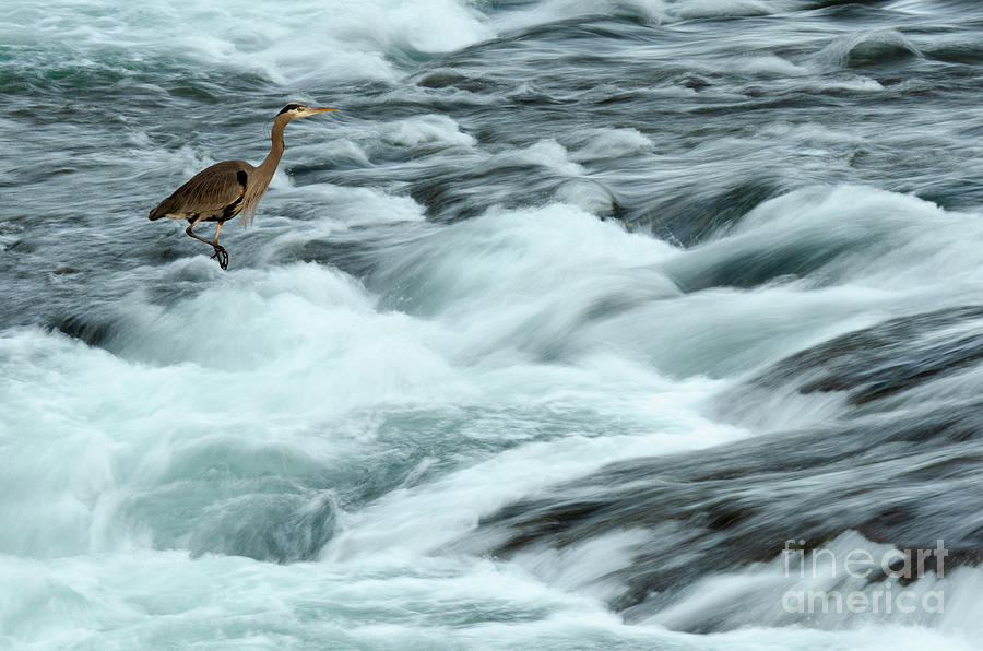 Heron Photograph - Life In The Fast Lane #2 by Bob Christopher