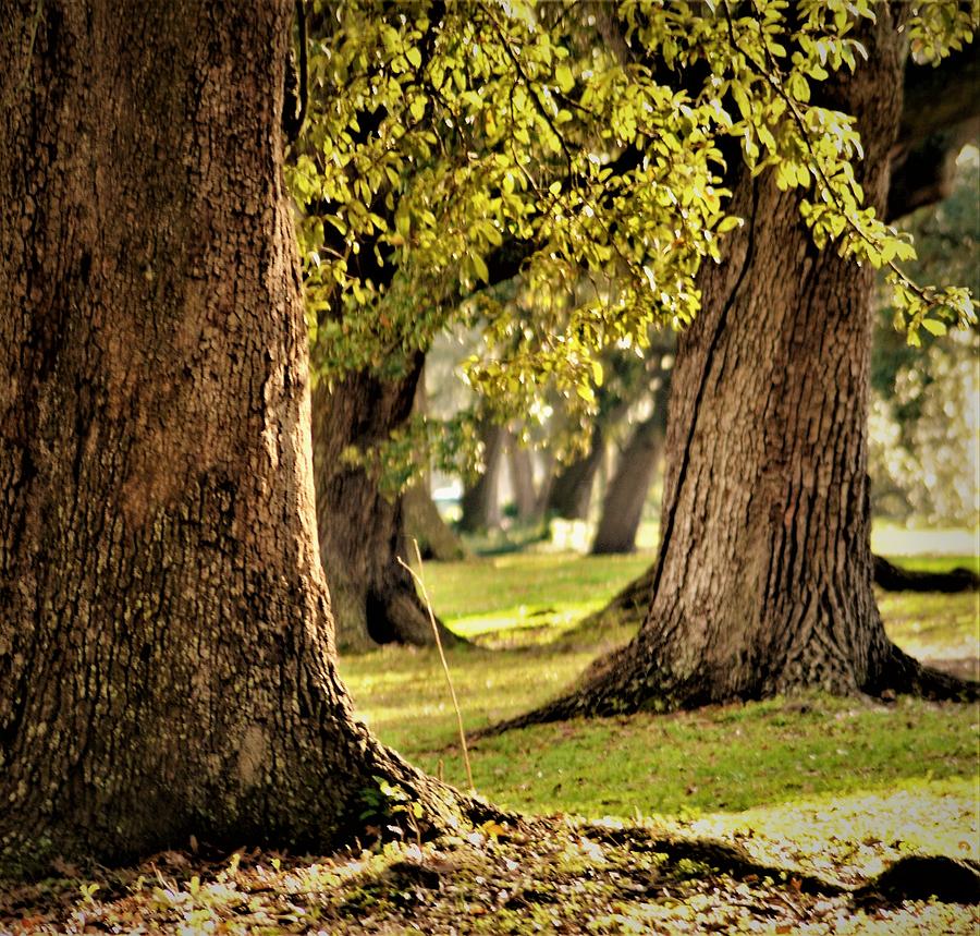 Live Oak Tree Grove At Audubon Park In New Orleans Photograph by Michael Hoard