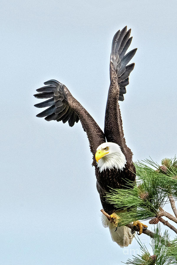 Eagle Photograph - Lifted Wings by Mike Dawson Eagle Photograph - Lifted Wings by Mike Dawson