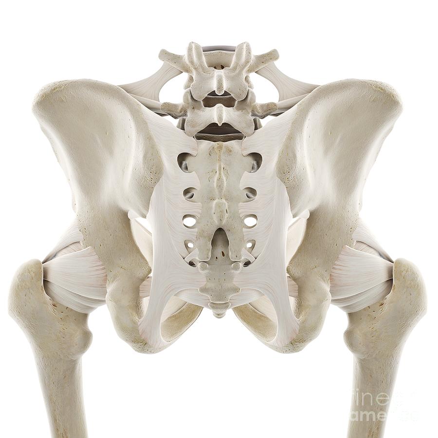 Ligaments Of The Hip Photograph By Sebastian Kaulitzki Science Photo