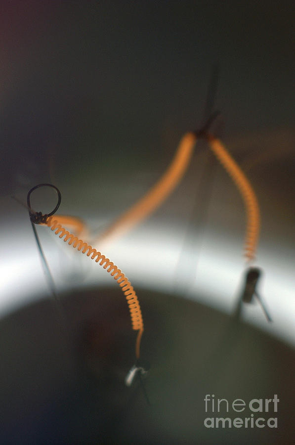 Light Bulb Filament #1 Photograph by Daniel Sambraus/science Photo Library