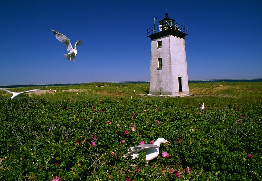Seagull Digital Art - Lighthouse In Cape Cod #1 by Guido Cozzi
