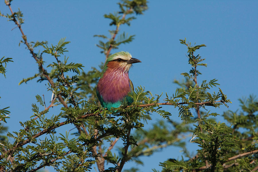 Lilac-breasted Roller #1 Photograph by David Hosking