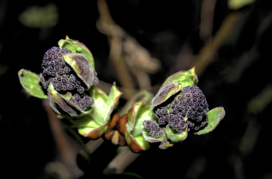 Lilac buds #1 Photograph by Scott Carlton