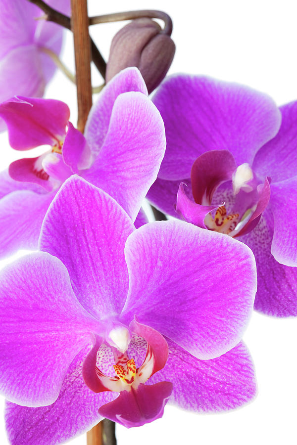 Lilac Orchid #1 Photograph by Andrew Dernie