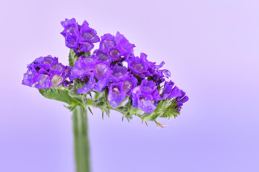 Lilac #1 Photograph by Svetlana Sewell