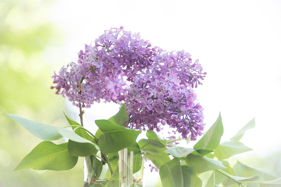 Lilacs by Johanna Froese Lilacs by Johanna Froese