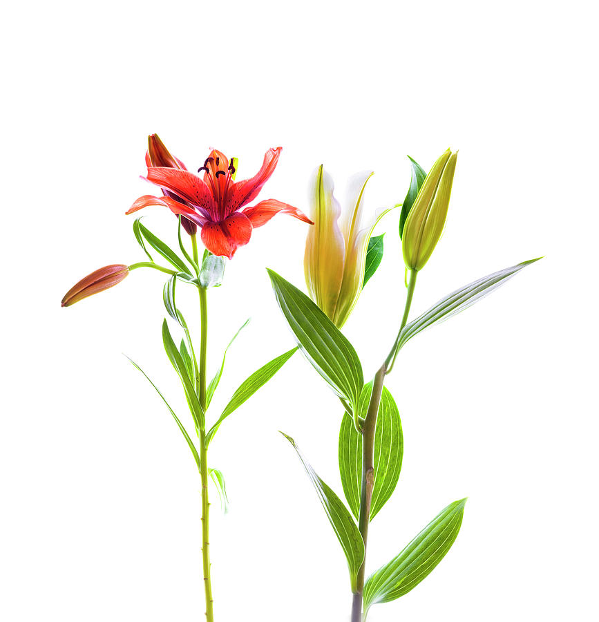 Lily Photograph - Lilies Against White Background #1 by Panoramic Images