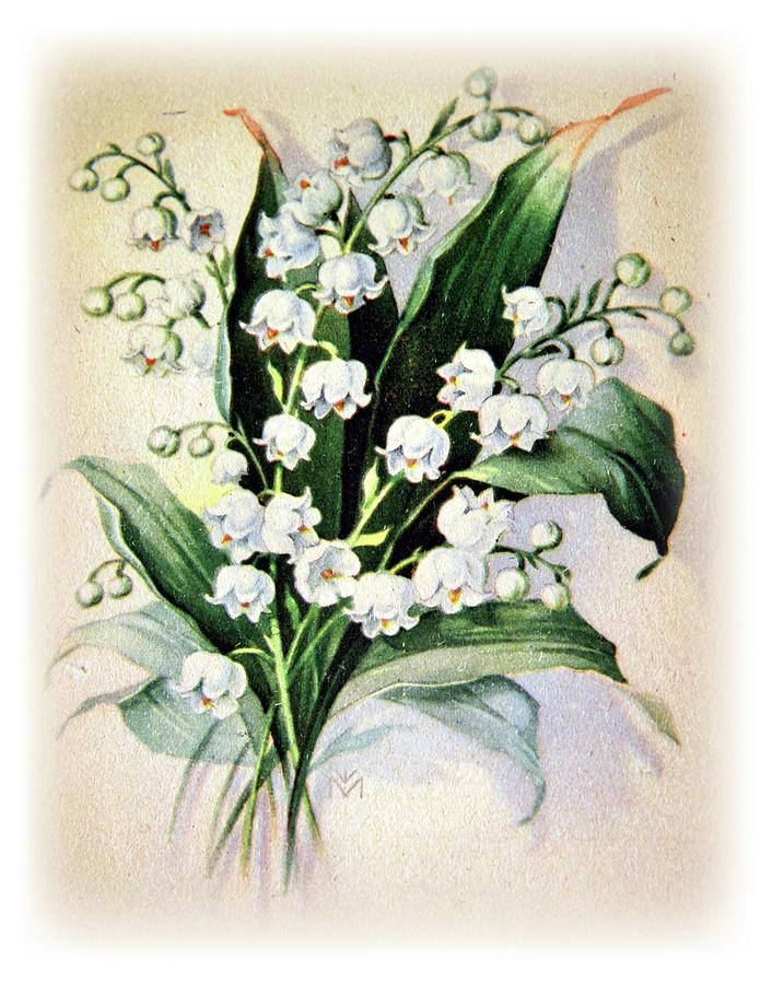 lily of the valley drawing
